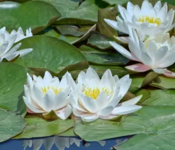 Dehner Aqua Teichpflanzen Komplett-Set Seerose, 6-teilig Bunt Hot
