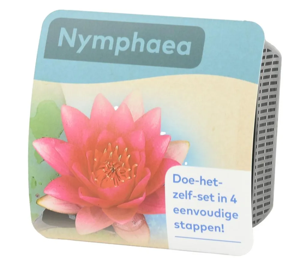 Dehner Aqua Gartenteich·TeichPflanzen|Teichpflanzen > Teichpflanzen Komplett-Set Seerose, 6-teilig