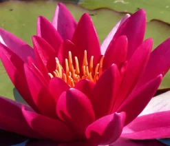 Dehner Aqua Gartenteich·TeichPflanzen|Teichpflanzen > Teichpflanzen Komplett-Set Seerose, 6-teilig