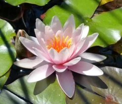Dehner Aqua Gartenteich·TeichPflanzen|Teichpflanzen > Teichpflanzen Komplett-Set Seerose, 6-teilig