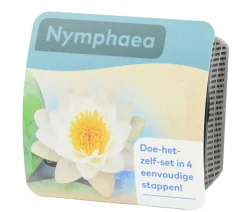 Dehner Aqua Teichpflanzen Komplett-Set Seerose, 6-teilig Weiß Online
