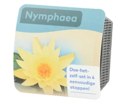 Dehner Aqua Gartenteich·Teich­­Pflanzen|Teichpflanzen - Teichpflanzen Komplett-Set Seerose, 6-teilig Gelb
