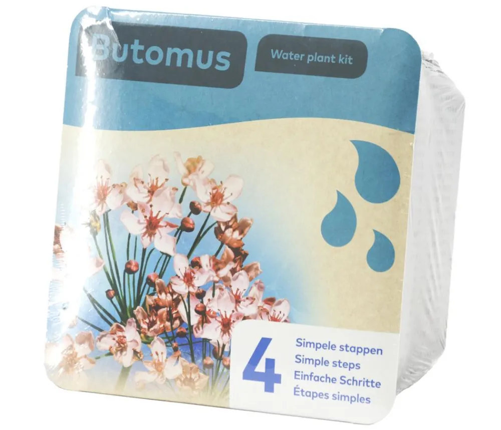 Dehner Aqua Gartenteich·TeichPflanzen|Teichpflanzen - Teichpflanzen Komplett-Set Schwanenblume, 6-teilig Rosa
