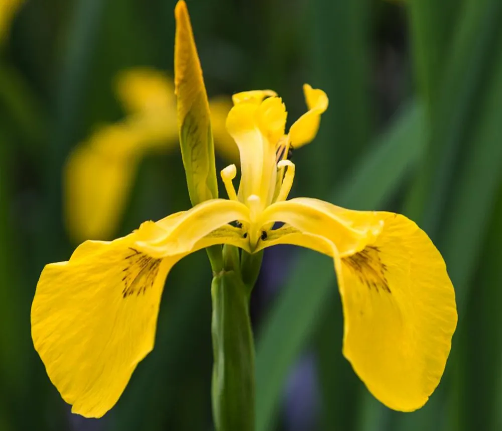 Dehner Aqua Gartenteich·TeichPflanzen|Teichpflanzen > Teichpflanzen Komplett-Set Vielfalt, 6-teilig