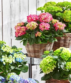 Dehner Winterharte Kübelpflanzen|Terrassenpflanzen > Teller-Hortensie, ca. 30-40 cm