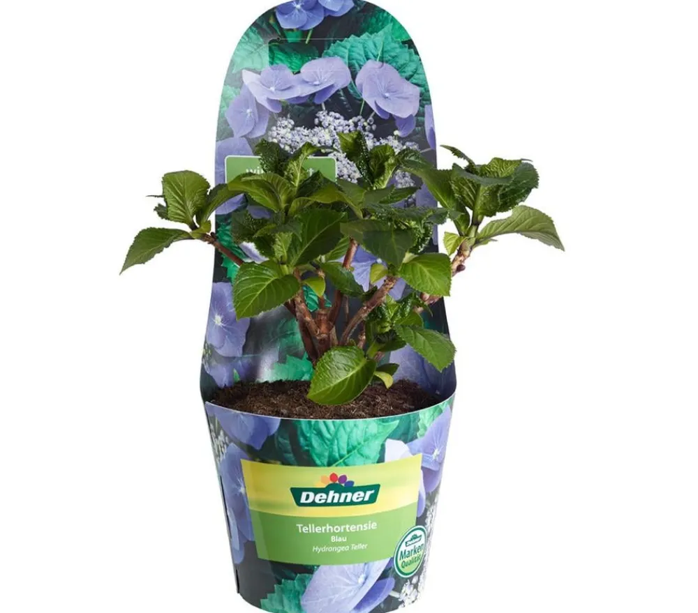 Dehner Winterharte Kübelpflanzen|Terrassenpflanzen > Teller-Hortensie, ca. 15-25 cm