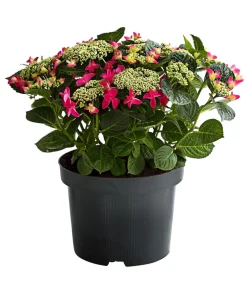 Dehner Teller-Hortensie, ca. 30-40 cm Rot Sale