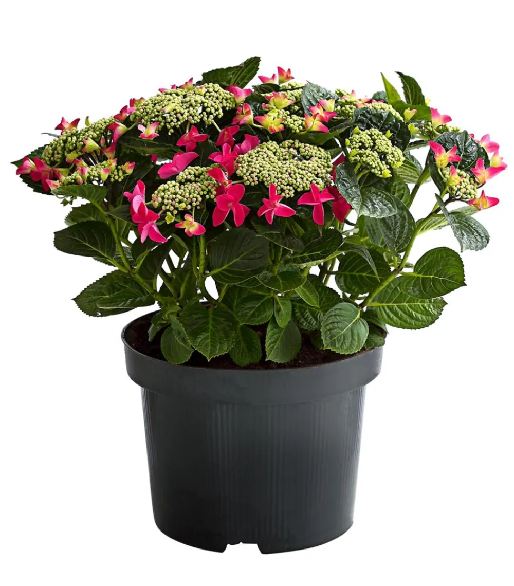 Dehner Teller-Hortensie, ca. 30-40 cm Rot Sale