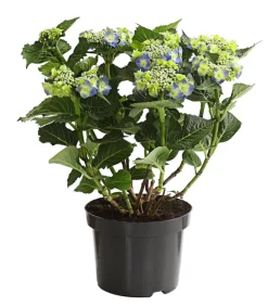 Dehner Winterharte Kübelpflanzen|Terrassenpflanzen - Teller-Hortensie, ca. 30-40 cm Blau