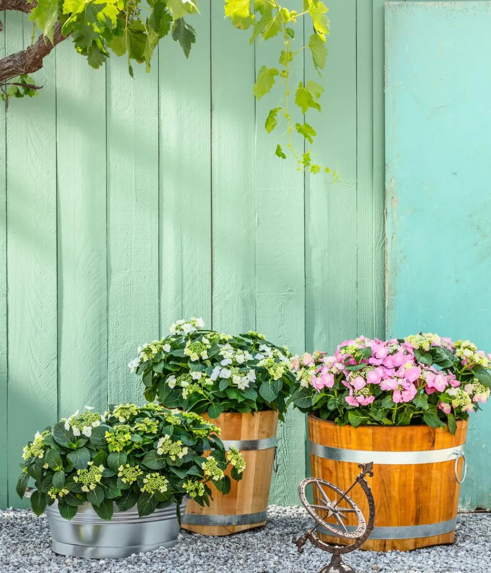 Dehner Winterharte Kübelpflanzen|Terrassenpflanzen - Teller-Hortensie, ca. 30-40 cm Blau