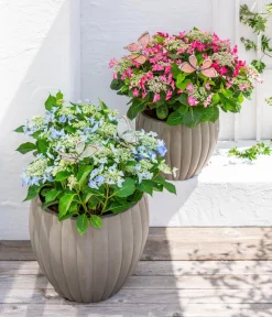 Dehner Winterharte Kübelpflanzen|Terrassenpflanzen - Teller-Hortensie, ca. 30-40 cm Blau