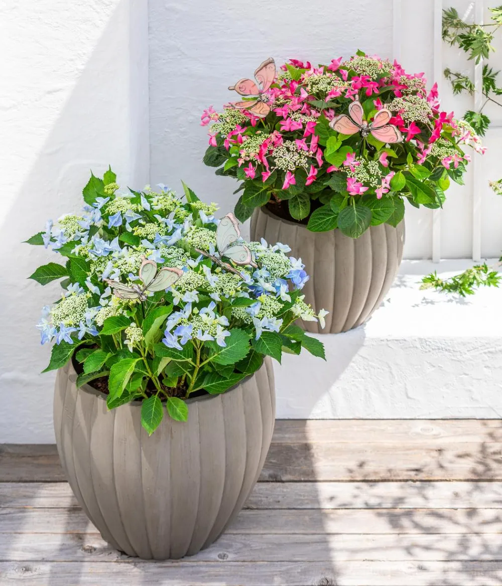 Dehner Winterharte Kübelpflanzen|Terrassenpflanzen - Teller-Hortensie, ca. 30-40 cm Blau