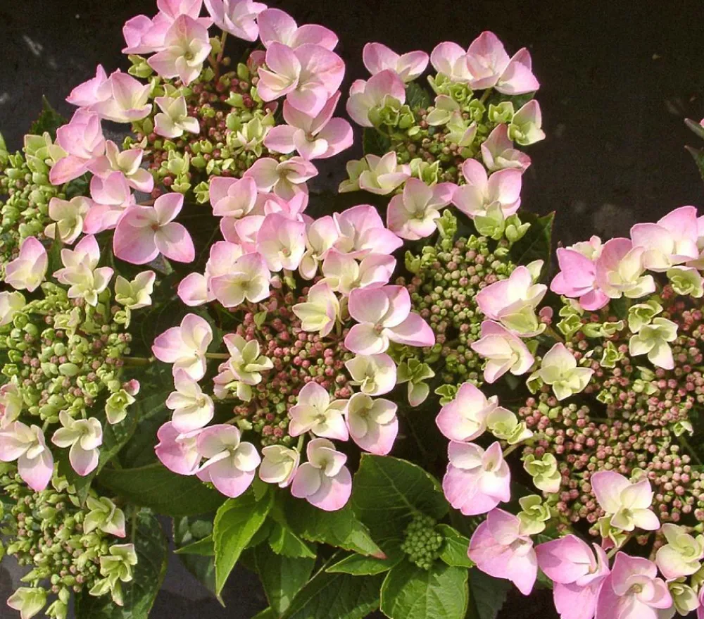 Dehner Winterharte Kübelpflanzen|Terrassenpflanzen - Teller-Hortensie, ca. 30-40 cm Rosa