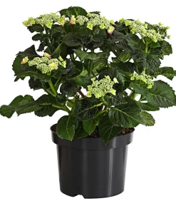 Dehner Winterharte Kübelpflanzen|Terrassenpflanzen - Teller-Hortensie, ca. 30-40 cm Rosa