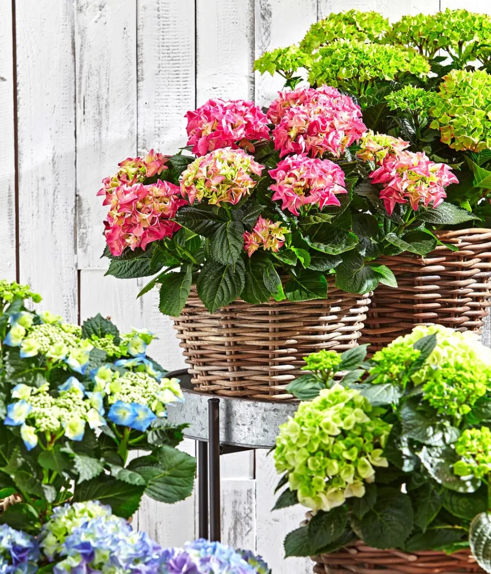 Dehner Winterharte Kübelpflanzen|Terrassenpflanzen - Teller-Hortensie, ca. 30-40 cm Rosa