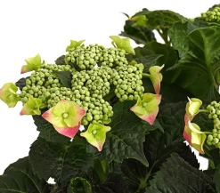 Dehner Winterharte Kübelpflanzen|Terrassenpflanzen - Teller-Hortensie, ca. 30-40 cm Rosa