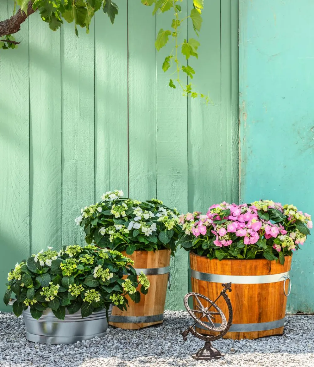 Dehner Winterharte Kübelpflanzen|Terrassenpflanzen - Teller-Hortensie, ca. 15-25 cm Rosa
