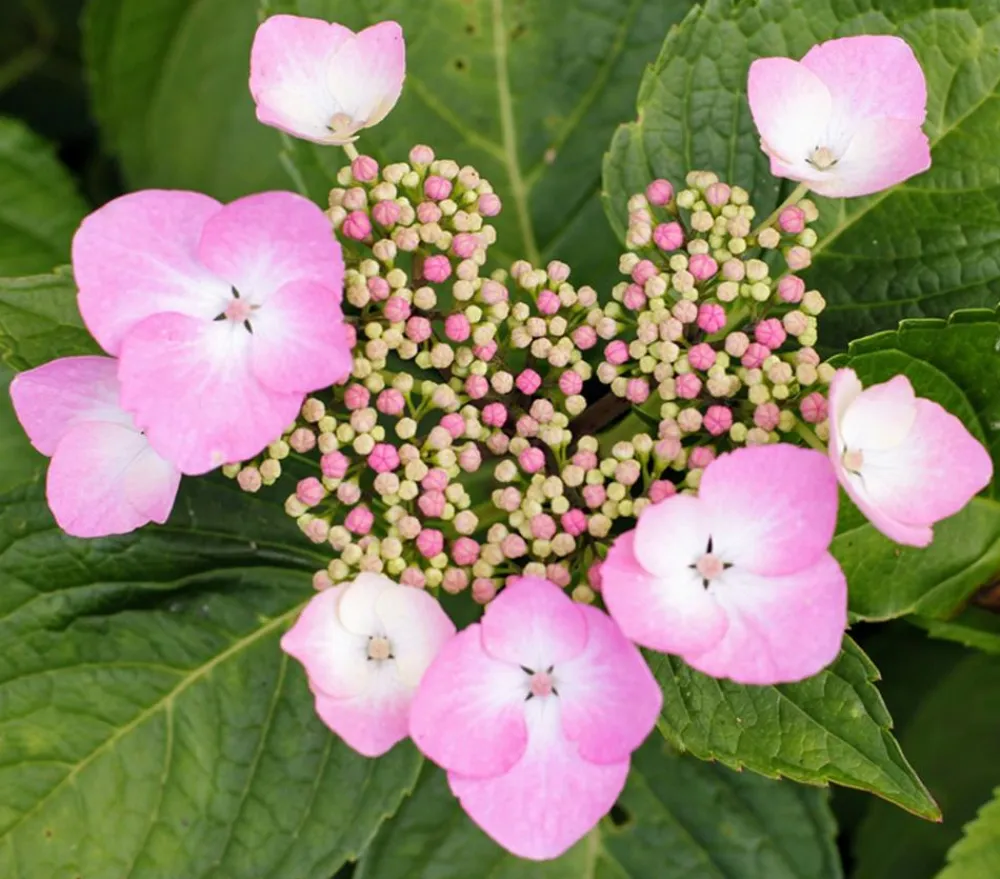 Dehner Winterharte Kübelpflanzen|Terrassenpflanzen - Teller-Hortensie, ca. 15-25 cm Rosa