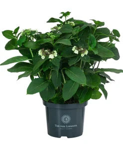 Dehner Laubgehölze|Hortensien > Teller-Hortensie, ca. 40-45 cm