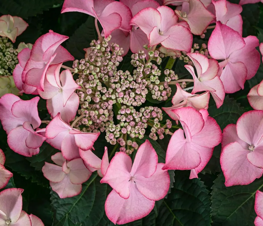 Dehner Teller-Hortensie, ca. 40-45 cm Rosa New