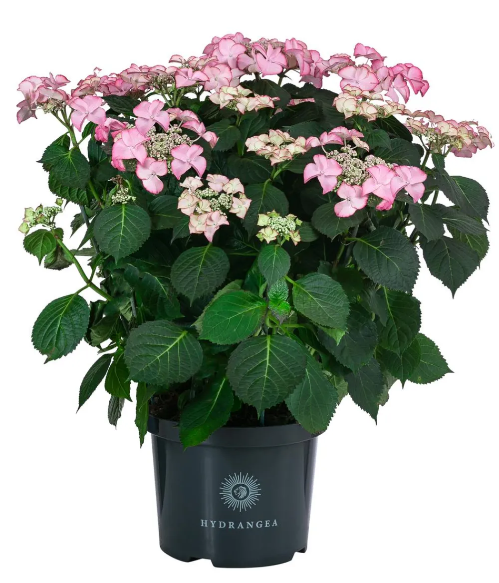 Dehner Teller-Hortensie, ca. 40-45 cm Rosa New
