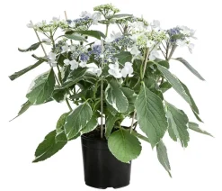 Dehner Teller-Hortensie - Hydrangea macrophylla 'Hovariegata' Weiß Outlet
