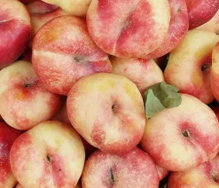 Dehner Obstbäume|Aprikosen- & Pfirsichbäume - Teller-Nektarine