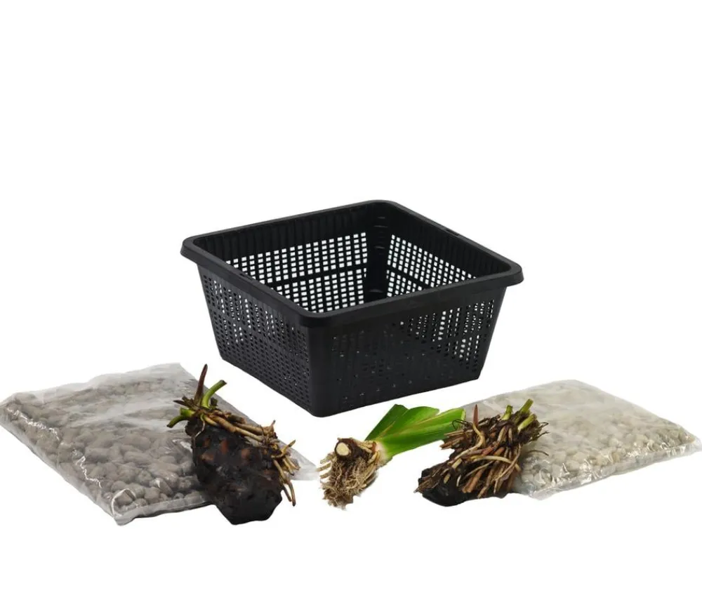 Dehner Aqua Gartenteich·TeichPflanzen|Teichpflanzen - Terrassenteich-Set, 7-teilig Lemon