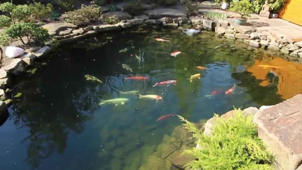 Tetra Gartenteich·TeichfischFutter|Teichfischfutter - Pond Sticks, Fischfutter