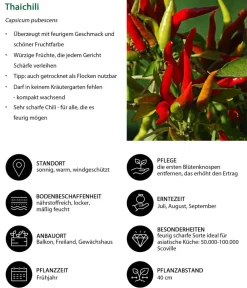 Dehner Peperoni- & Paprikapflanzen - Thaichili, Rot