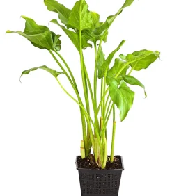 Dehner Aqua Äthiopische Calla Weiß Outlet