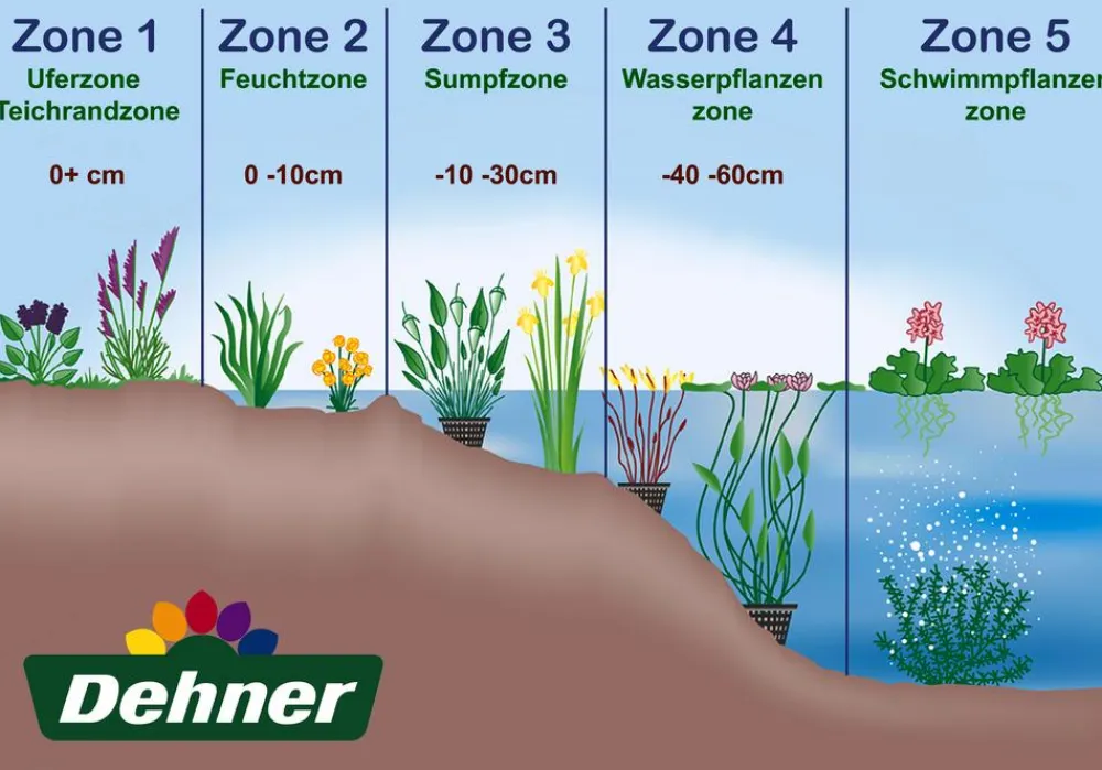 Dehner Aqua Äthiopische Calla Weiß Outlet