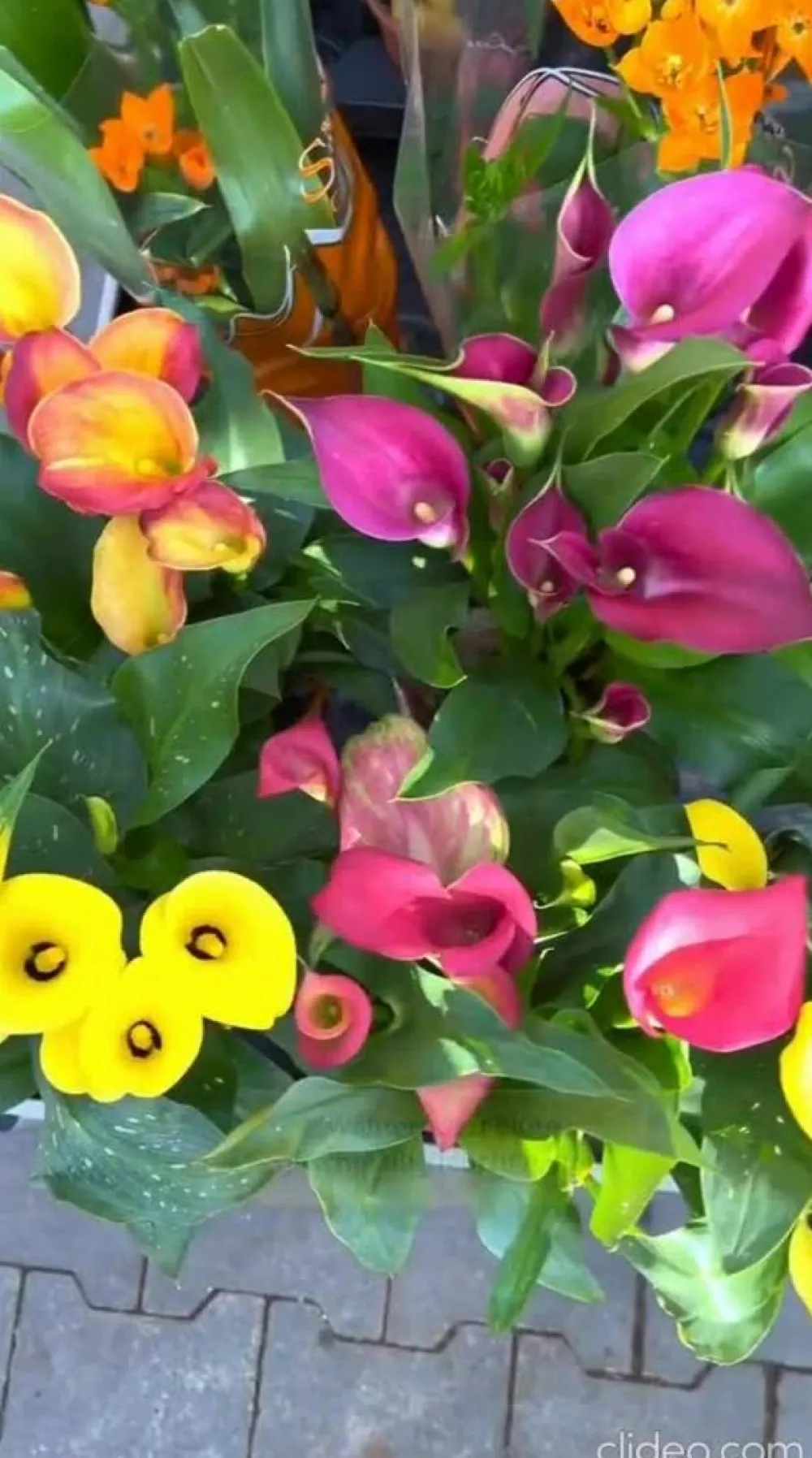Dehner Aqua Äthiopische Calla Weiß Outlet