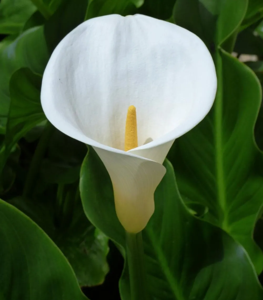 Dehner Aqua Äthiopische Calla Weiß Outlet