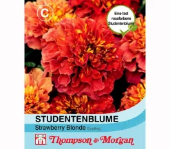 Thompson & Morgan Samen Studentenblume 'Strawberry Blonde' Hot
