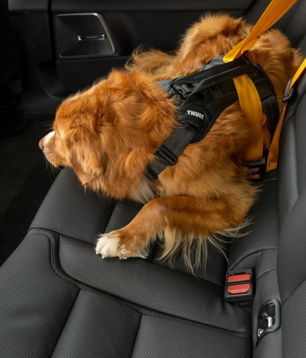 THULE® Mehr Transport & Unterwegs|Hundehalsbänder & Geschirre > Hundegechirr für Auto Cappy