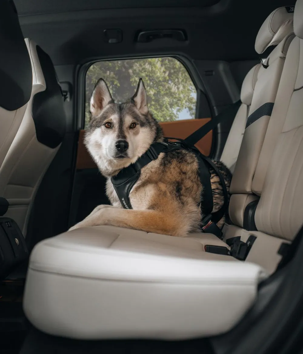 THULE® Mehr Transport & Unterwegs|Hundehalsbänder & Geschirre > Hundegechirr für Auto Cappy