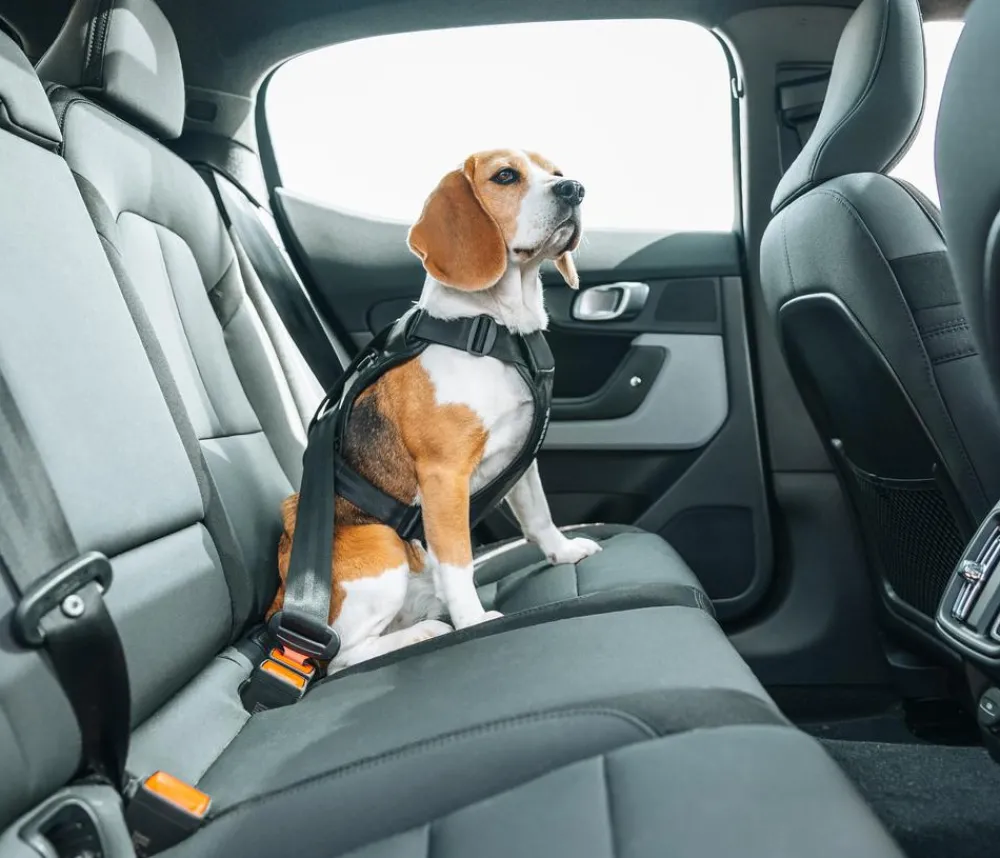 THULE® Hundegechirr für Auto Cappy Schwarz Hot