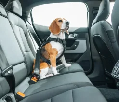 THULE® Mehr Transport & Unterwegs|Hundehalsbänder & Geschirre - Hundegechirr für Auto Cappy Schwarz