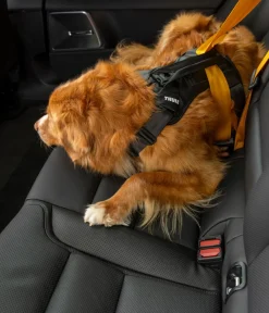 THULE® Mehr Transport & Unterwegs|Hundehalsbänder & Geschirre - Hundegechirr für Auto Cappy Schwarz