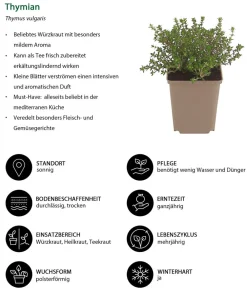 Dehner Thymian Grün Clearance