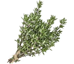Dehner Thymian Grün Clearance