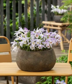 Dehner Sommerstauden|Garten-Raritäten > Tibetorchidee