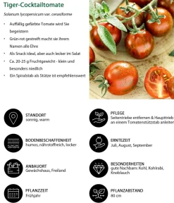 Dehner Auberginen- & Tomatenpflanzen - Tiger-Cocktailtomate