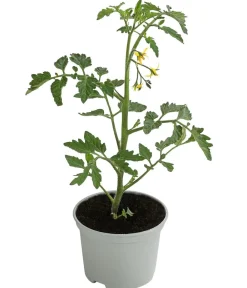 Dehner Auberginen- & Tomatenpflanzen - Tiger-Cocktailtomate