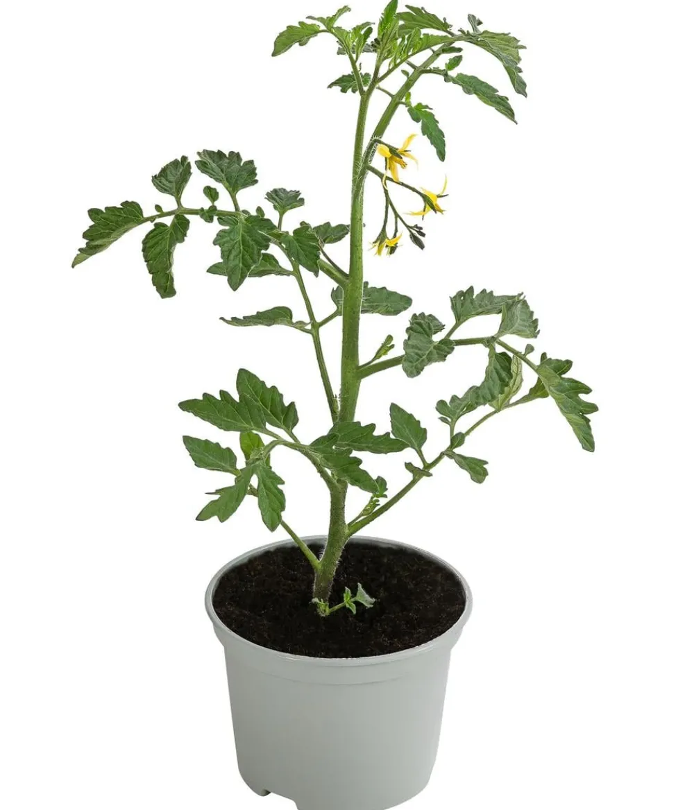 Dehner Auberginen- & Tomatenpflanzen - Tiger-Cocktailtomate