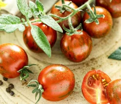 Dehner Auberginen- & Tomatenpflanzen - Tiger-Cocktailtomate