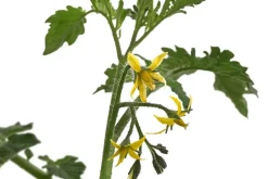 Dehner Auberginen- & Tomatenpflanzen - Tiger-Cocktailtomate