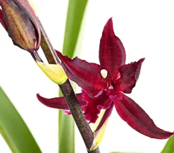 Dehner Orchideen > Tiger-Orchidee - Colmanara cultivars 'Massai'