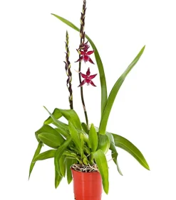 Dehner Orchideen > Tiger-Orchidee - Colmanara cultivars 'Massai'